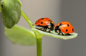 Lieveheersbeestje Wilde Beestenpad